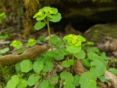 Chrysosplenium iowense