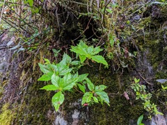 Rhododendron chilanshanense