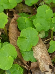 Chrysosplenium iowense