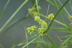 Cyperus luzulae