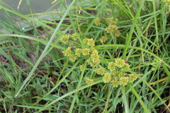 Cyperus luzulae