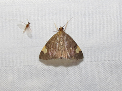 Evergestis unimacula