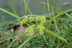 Cyperus luzulae