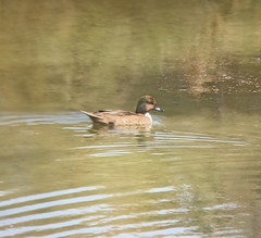 Anas crecca × platyrhynchos