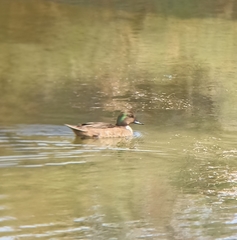 Anas crecca × platyrhynchos