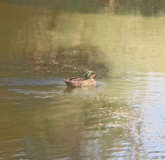 Anas crecca × platyrhynchos