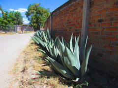 Agave weberi