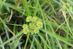 Cyperus luzulae