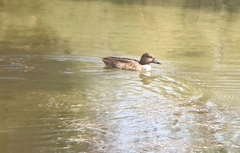 Anas crecca × platyrhynchos