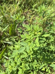 Melilotus officinalis