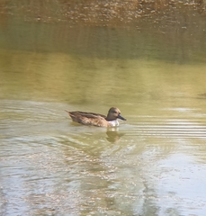 Anas crecca × platyrhynchos