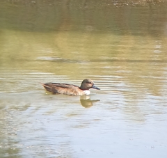 Anas crecca × platyrhynchos