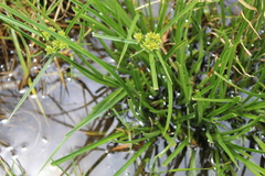 Cyperus luzulae