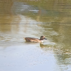 Anas crecca × platyrhynchos