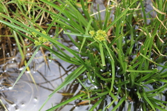 Cyperus luzulae