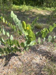 Baptisia perfoliata