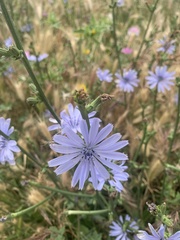 Cichorium intybus