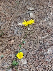 Lepidophorum repandum
