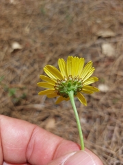 Lepidophorum repandum