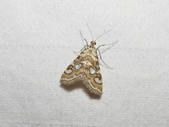 Elophila ekthlipsis