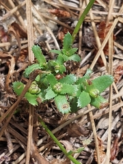 Lepidophorum repandum