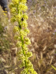 Reseda luteola