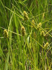 Carex neurocarpa