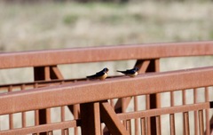 Hirundo rustica