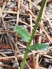 Lepidophorum repandum
