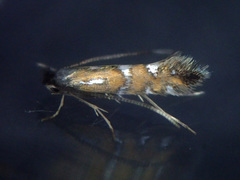 Phyllonorycter lautella