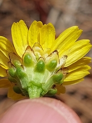 Lepidophorum repandum