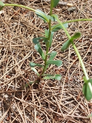 Lepidophorum repandum