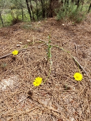 Lepidophorum repandum