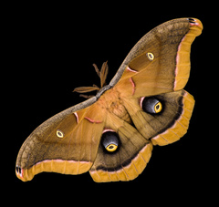Antheraea frithi