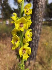 Verbascum virgatum