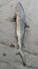 Carcharhinus macloti