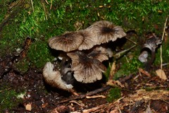 Entoloma violaceocoeruleum
