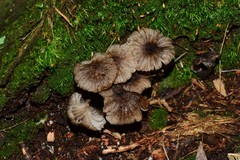 Entoloma violaceocoeruleum