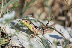 Lacerta trilineata polylepidota