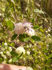 Trifolium tomentosum