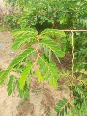 Detarium microcarpum