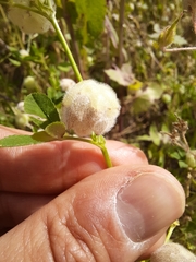 Trifolium tomentosum