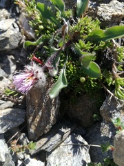 Erigeron uniflorus