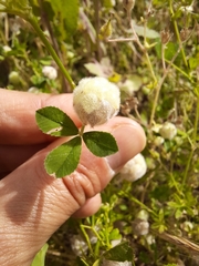 Trifolium tomentosum