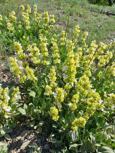Image of Salvia absconditiflora by no rights reserved
