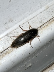 Melandryinae