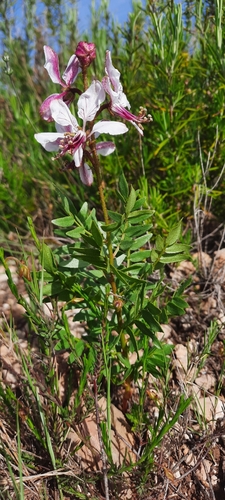 Spanish Fraxinella (Dictamnus hispanicus)
