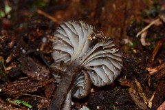Entoloma violaceocoeruleum