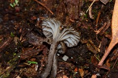 Entoloma violaceocoeruleum
