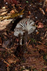 Entoloma violaceocoeruleum
